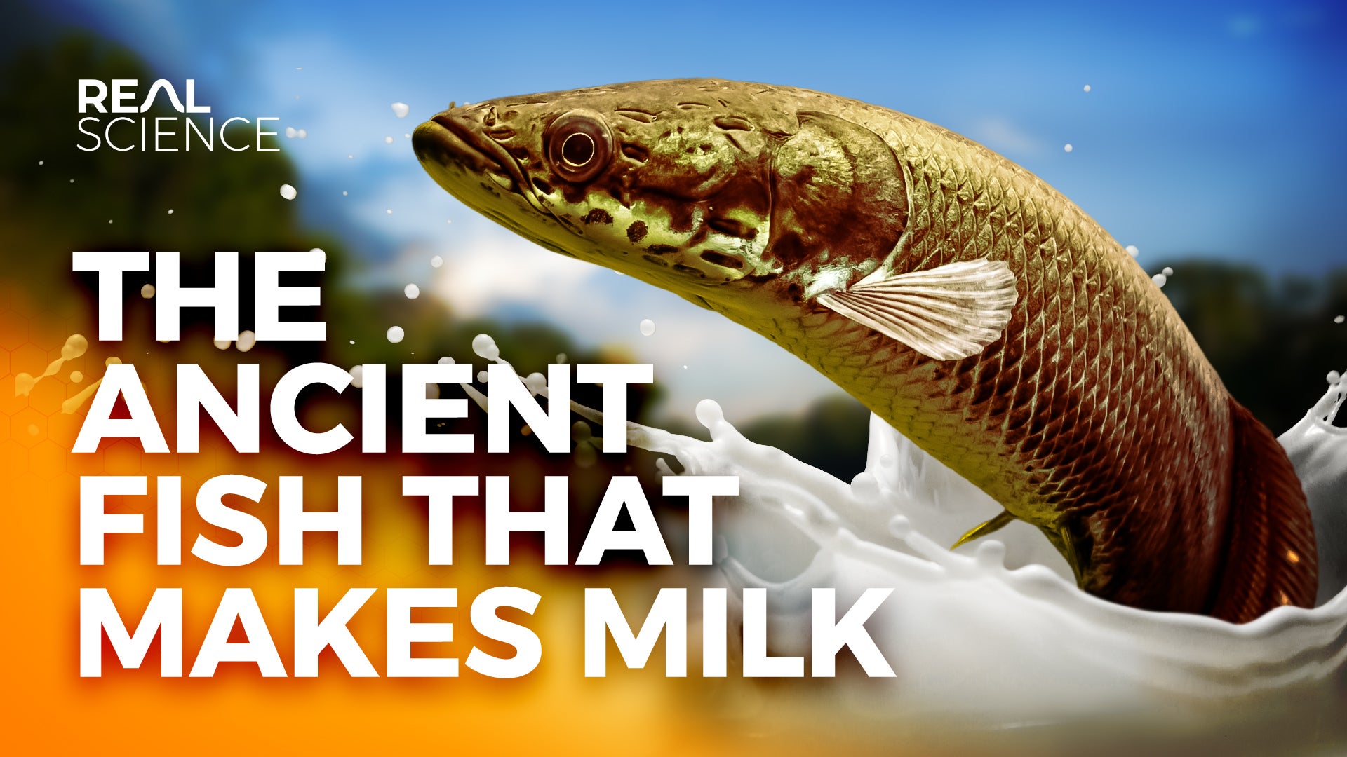 The Ancient Fish That Makes Milk | Nebula