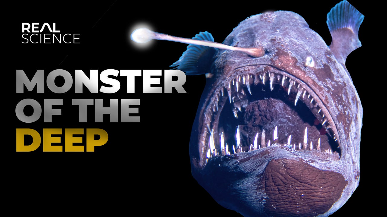 The Insane Biology of: Deep Sea Anglerfish | Nebula
