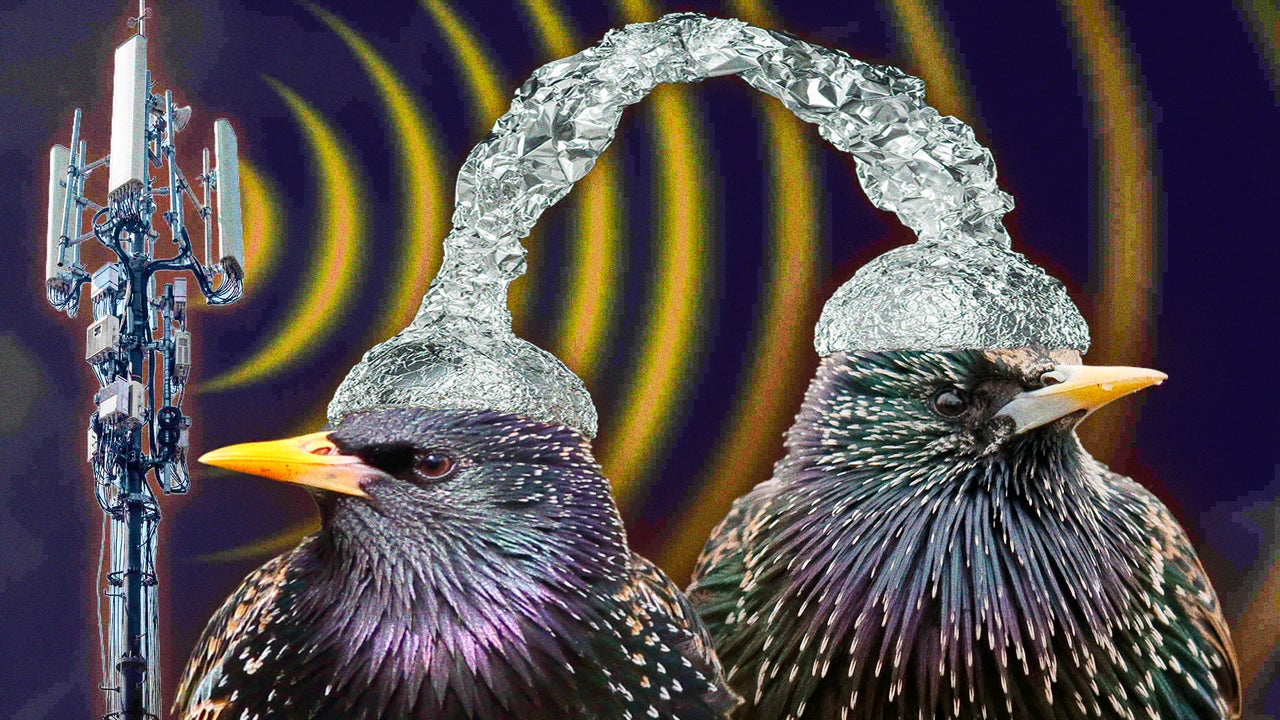 Esoteric Bird Theories to Sleep & Relax To | Nebula