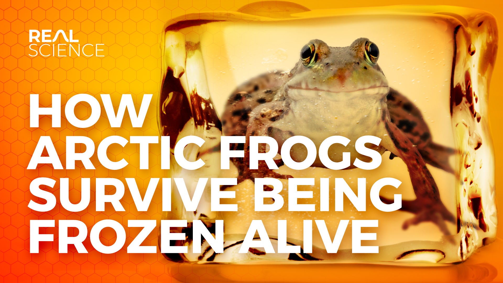 How Arctic Frogs Survive Being Frozen Alive | Nebula