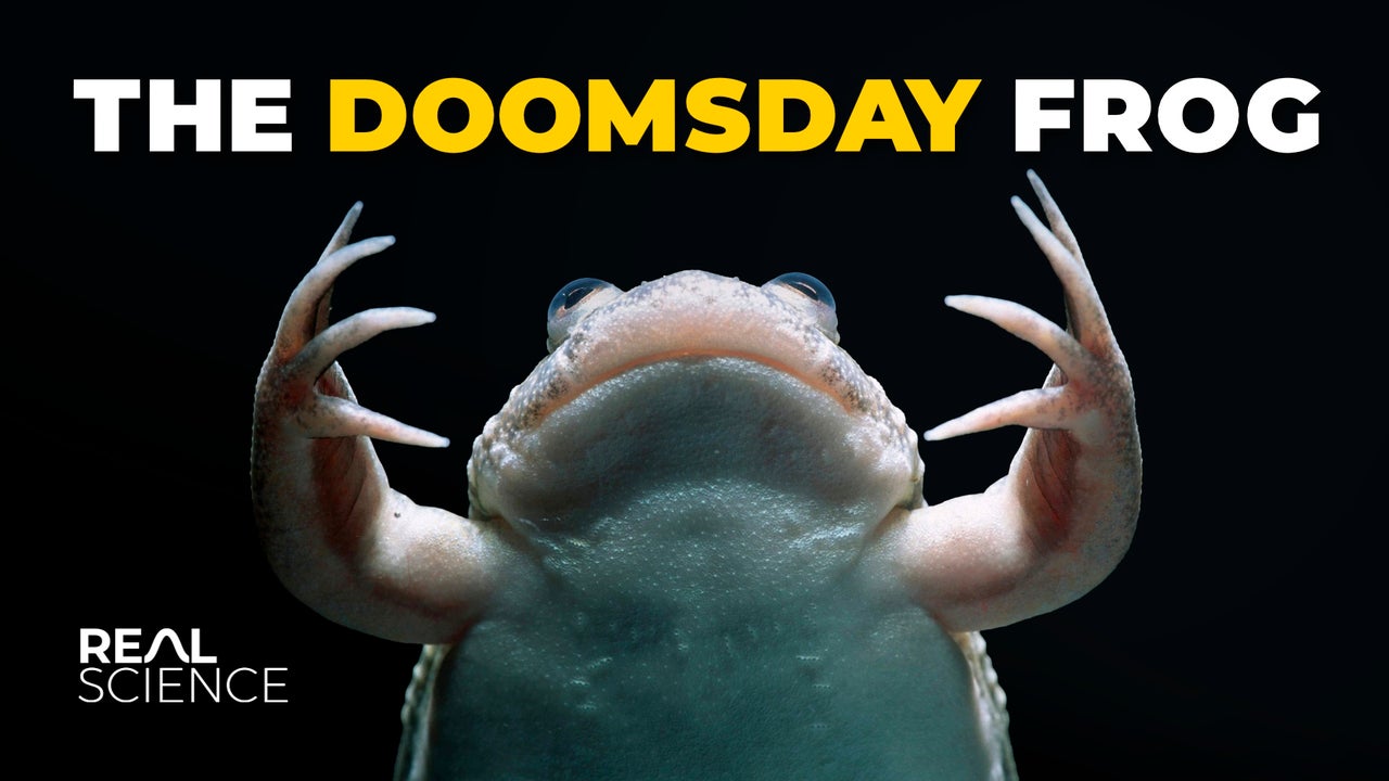 The Frog That Unleashed the World’s Most Lethal Pathogen | Nebula
