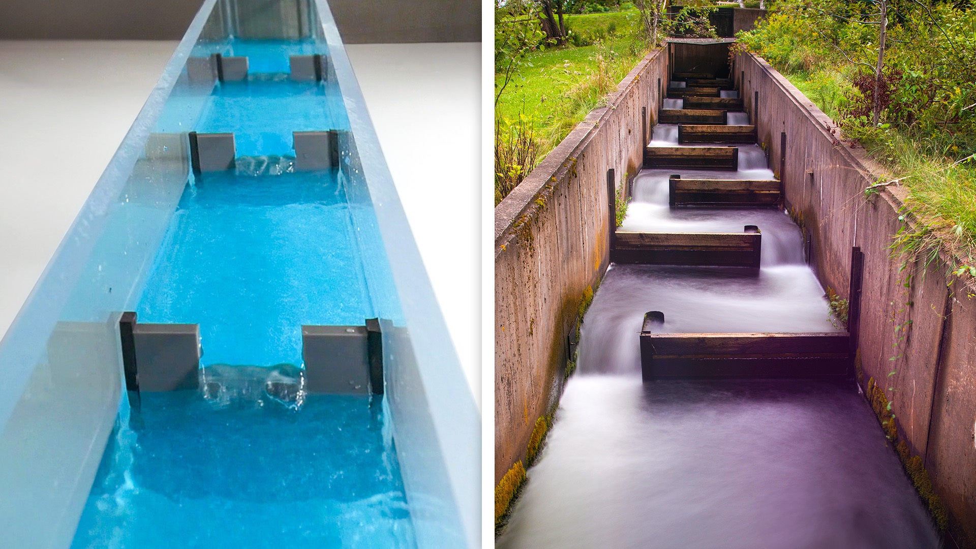 How Fish Ladders Work | Nebula