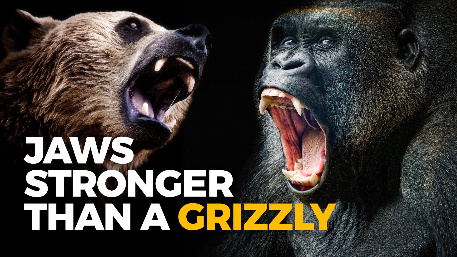 The Insane Biology of: The Gorilla | Nebula