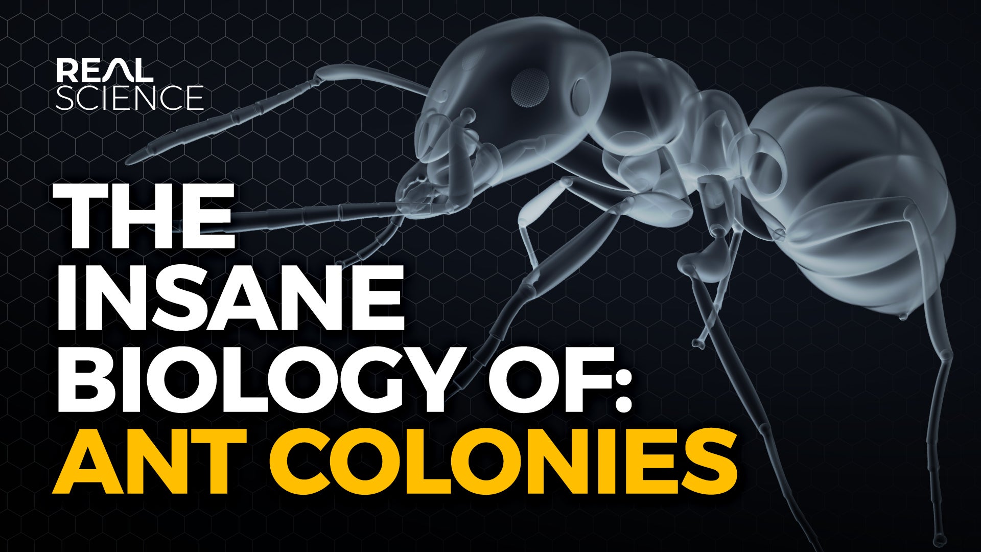 The Insane Biology of: Ant Colonies | Nebula