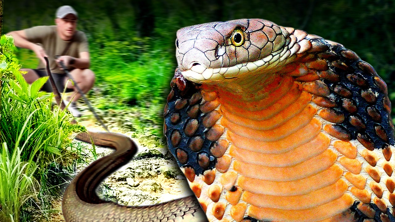 This is the Most Dangerous Snake on Earth | Nebula