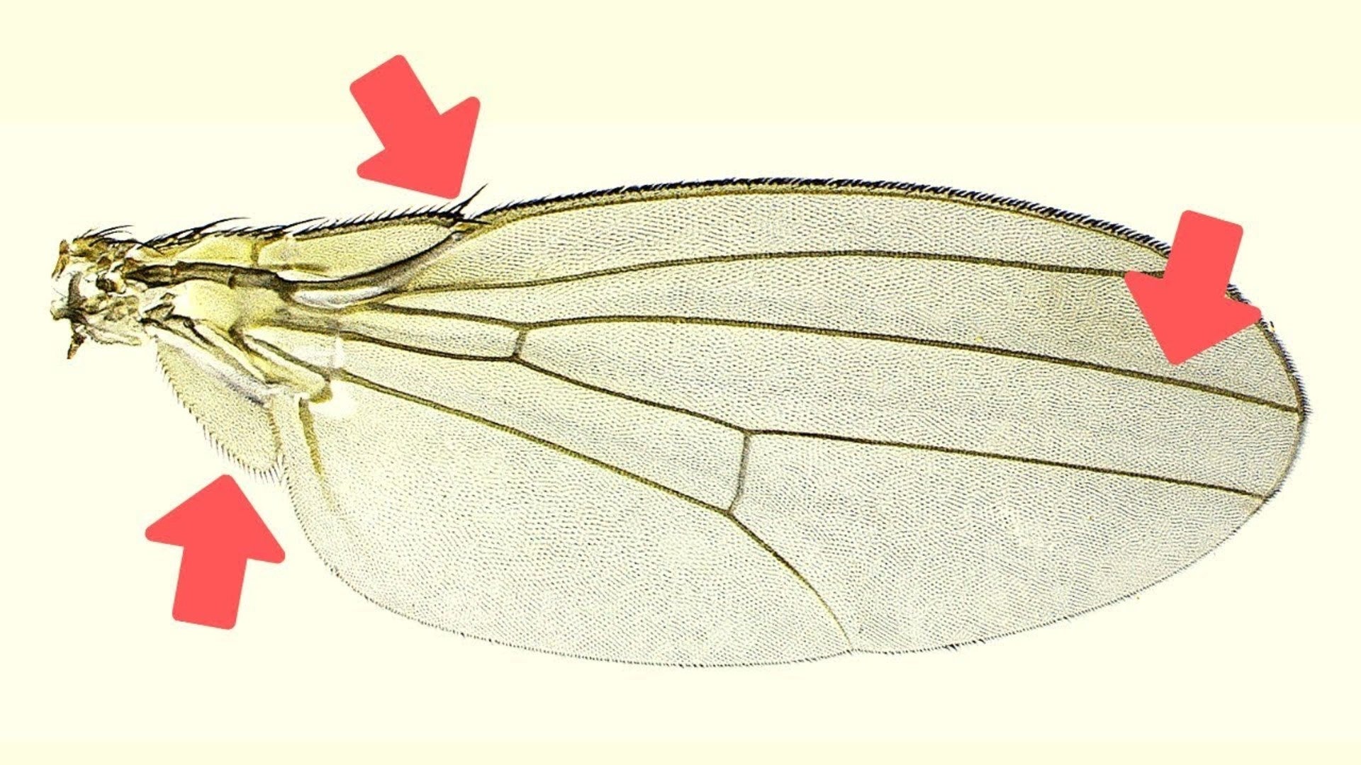 5 Things You Didn't Know About Insect Wings | Nebula