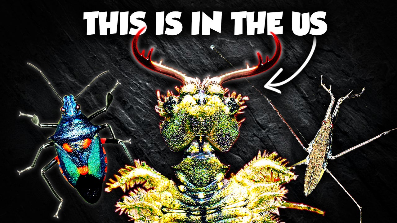 The Forgotten Venomous Insects of the US | Nebula