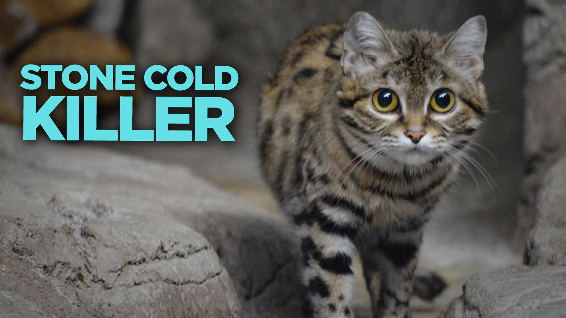 Meet The Deadliest Predator In The World (Seriously) ⚡️ | Nebula