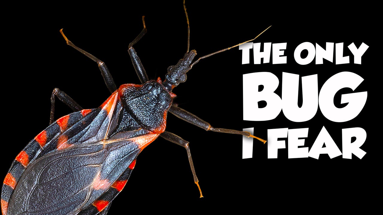 The World's Deadliest Bug ISN'T From Australia | Weird Planet | Nebula