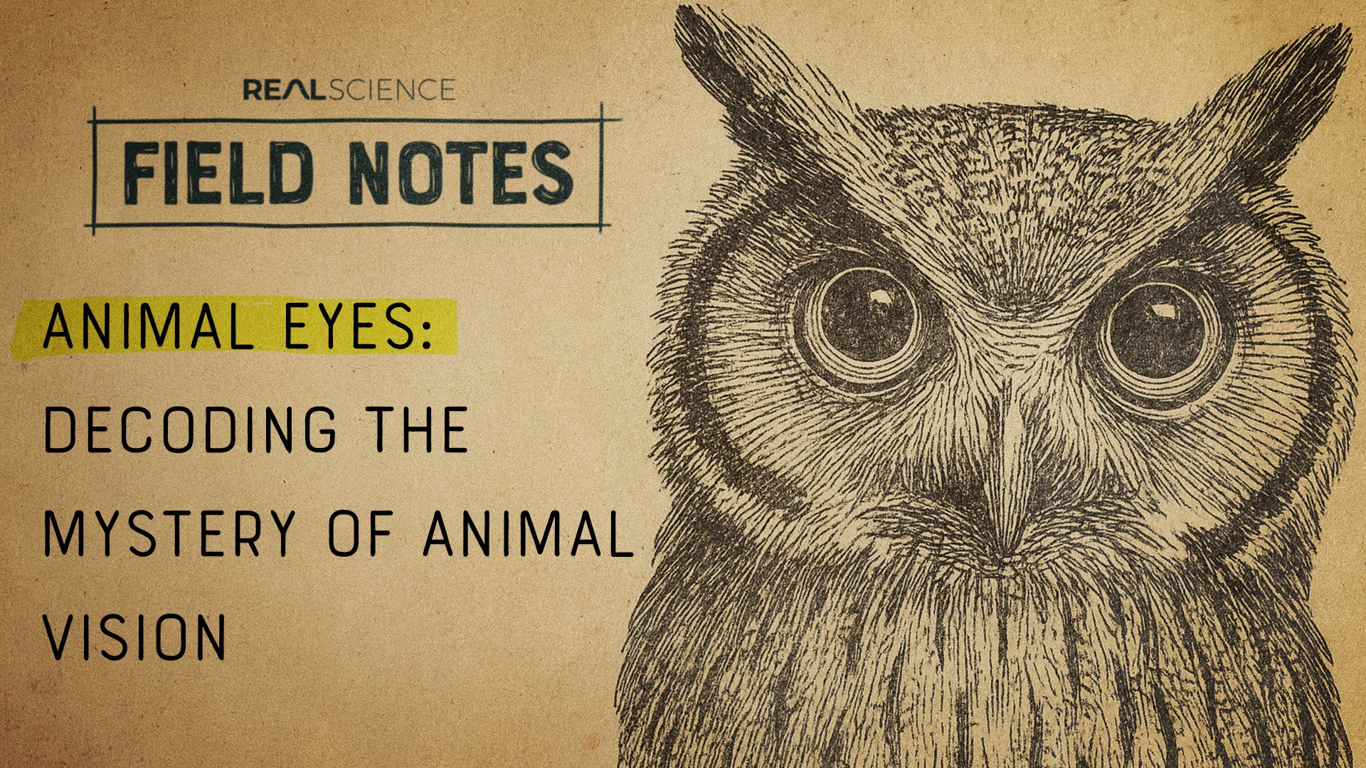 Animal Eyes: Decoding the Mystery of Animal Vision | Nebula
