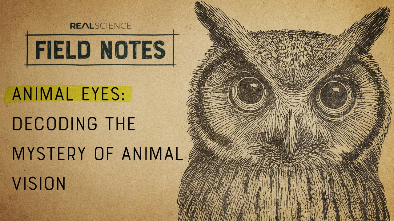 Animal Eyes: Decoding the Mystery of Animal Vision | Nebula