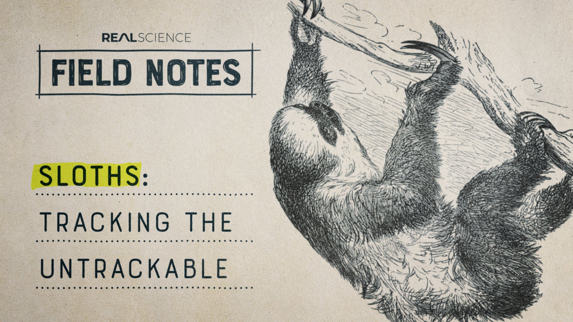 Sloths: Tracking the Untrackable | Nebula