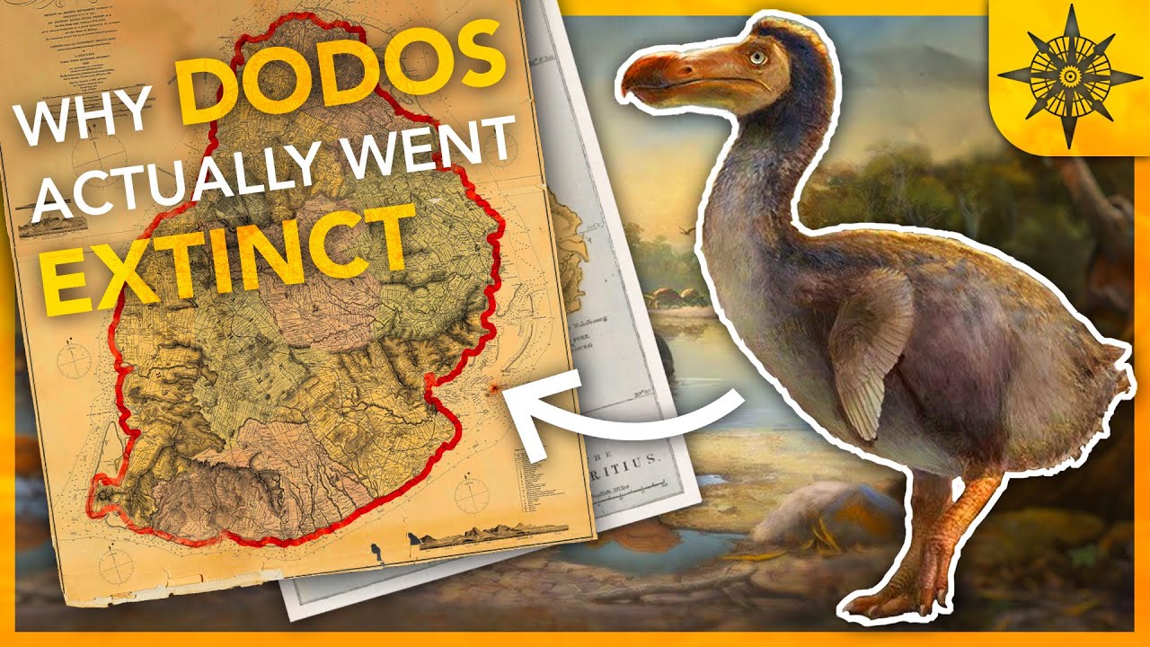 Why DODOS Actually Went Extinct | Island Biogeography 1 | Nebula