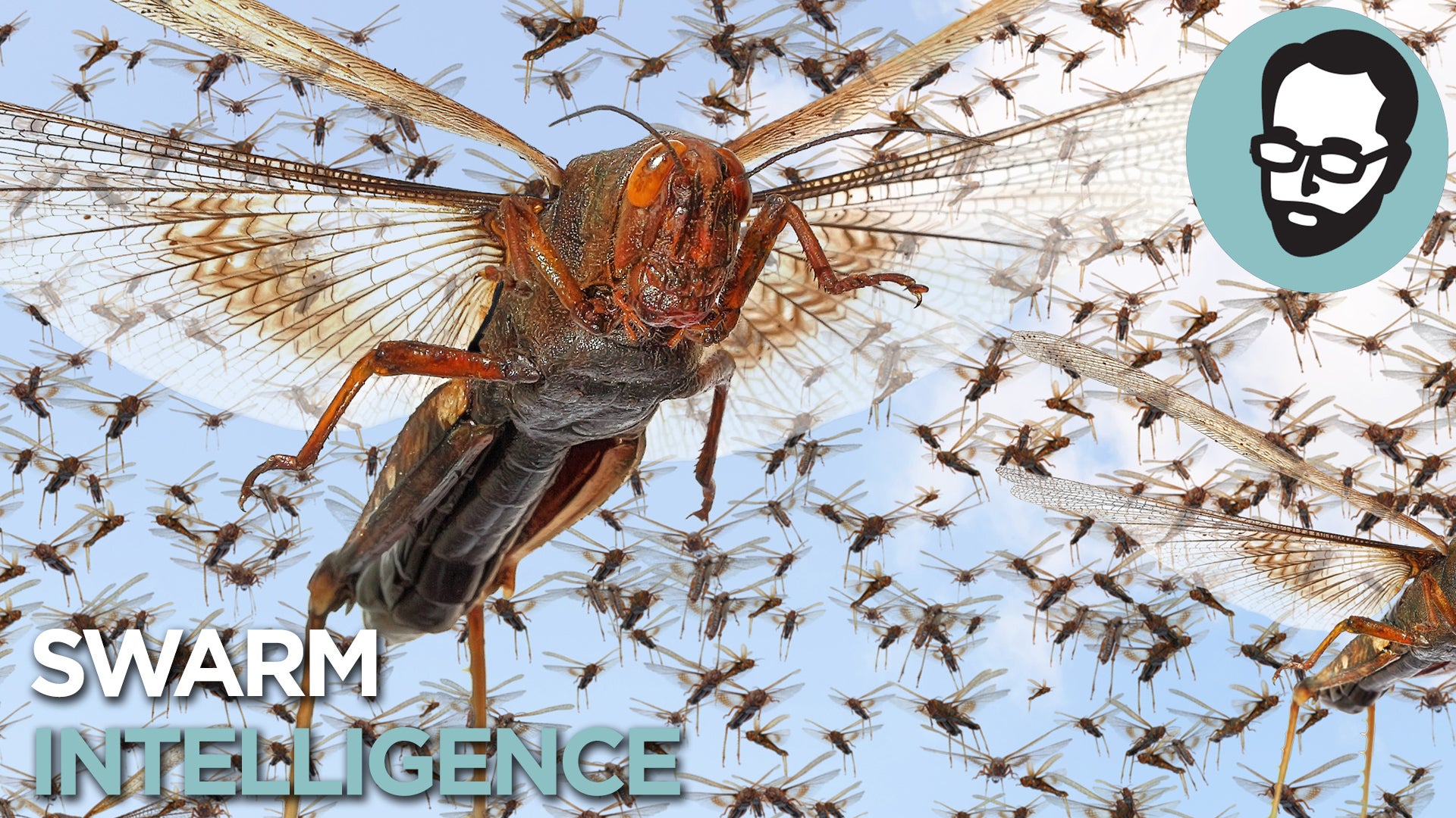 The Crazy Science Behind Insect Swarms | Nebula